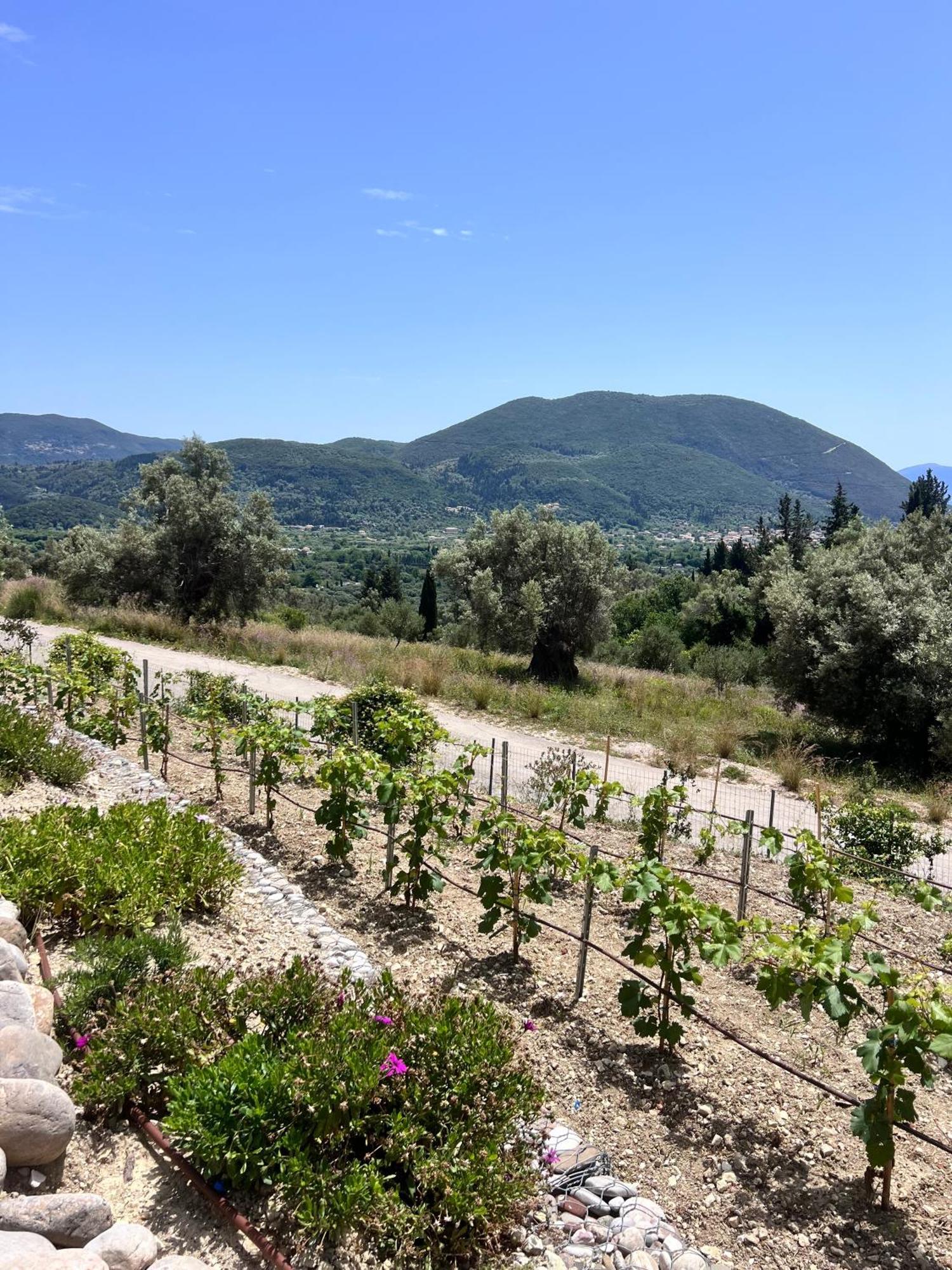 Vasiliki Houses المظهر الخارجي الصورة